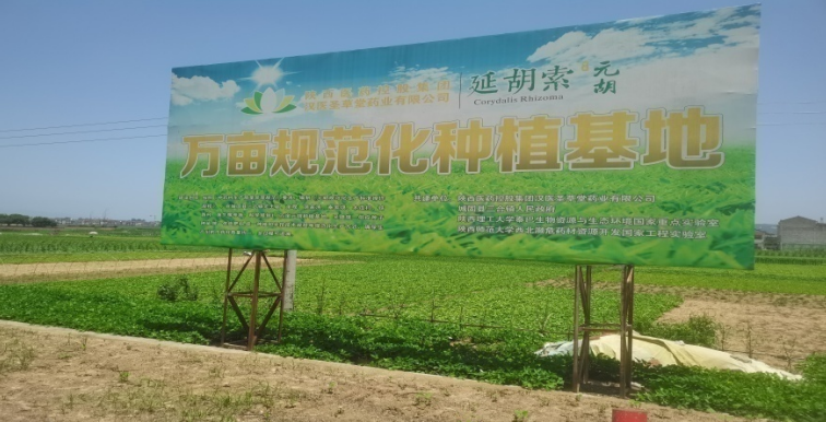 与贵州同德药业股份有限公司共建柴胡基地