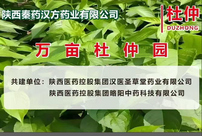 与陕西秦药汉方药业有限公司共建杜仲基地
